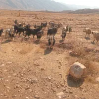 چپش|حیوانات مزرعه|پلدختر, |دیوار