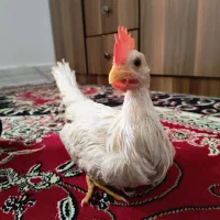 مرغ خروس