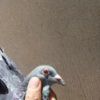 پلاکی آردن