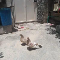 کله ای شتری