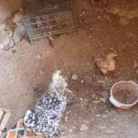 جوجه محلی