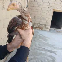 فروش جوجه لاری