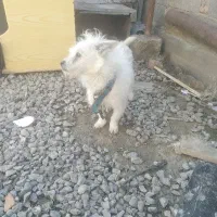 سگ نر فروشی