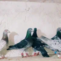 8تا پلاکی دست اولی