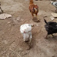 جوجه محلی