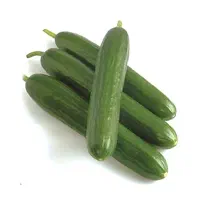 خرید خیار