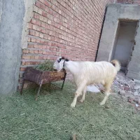 بز پر شیر جوان