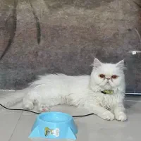 پرشین باردار