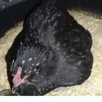 مرغ خروس گلین وروستای7عدد