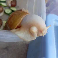 حلزون آفریقایی مخصوص صورت