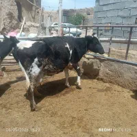 گاو گوساله جوان