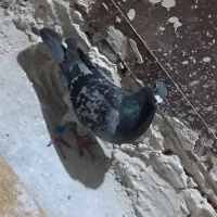 کفتر|پرنده|گلبهار, شهر جدید گلبهار|دیوار