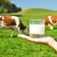 شیر پرچرب گاو سمینتال پنیر کره و...