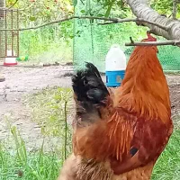 مرغ و خروس و غاز