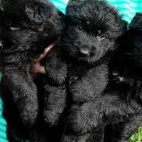 مرکز تخصصی آموزش و فروش توله ژرمن بلک