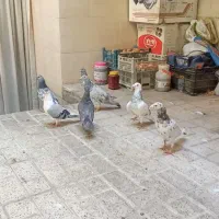 کفتر|پرنده|مشهد, عامل|دیوار