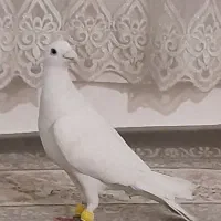 پنج عدد کفتر