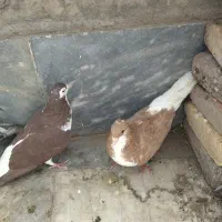کبوتر