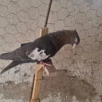 سرک تافته ای بیعیب