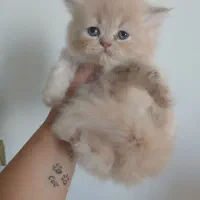 واگذاری گربه پرشین هیمالین نردو ماه عروسکی