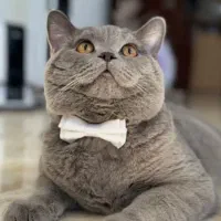 گربه بریتیش ماده فوری