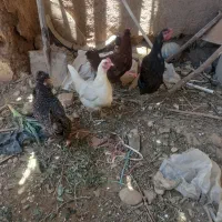 مرغ و بلدرچین تخمگذار