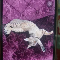 گربه|گربه|اهواز, کمپلو جنوبی|دیوار