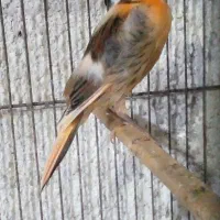 جوجه قناری نر رسمی زیباوطوطی