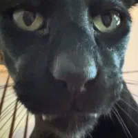 گربه
