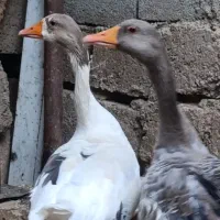 غاز