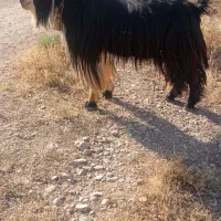 دوبور