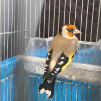 جوجه سهره