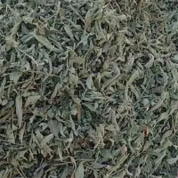 پونه تازه گوراب