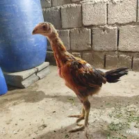 جوجه خروس لاری