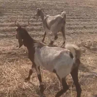 بز داشتی