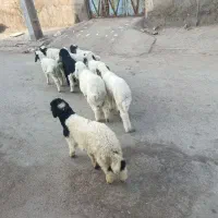 بره 9عددبره نر فقط 2عددماده هستندجهت فروش