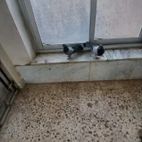 کبوتر گچی و اهنی