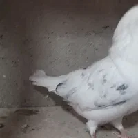 1 جفت کبوتر خال پیس نروماده