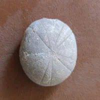 فسیل