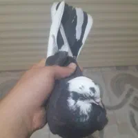 کبوتر
