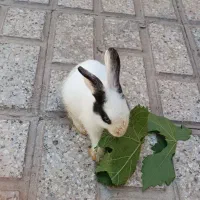 خرگوش
