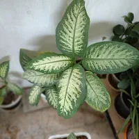 دیفن|گل و گیاه طبیعی|کنگاور, |دیوار