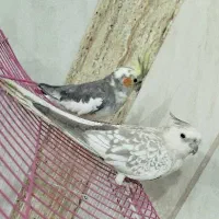 عروس هلندی