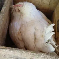 مرغ  کرک