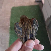 قناری سوخته سرخ