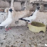 جوجه پلاکی