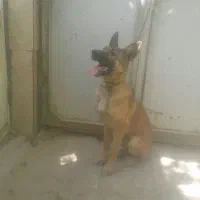 سگ ژرمن