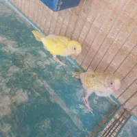 فنچ و مرغ عشق