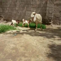 بزنجدی دوقلوزا