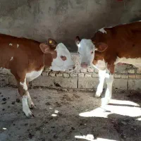شرابی و مونت اصیل و هولشتاین